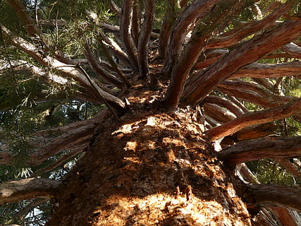 sequoia, tribe, bark, large, powerful, aesthetic, upward, conifer HD wallpaper