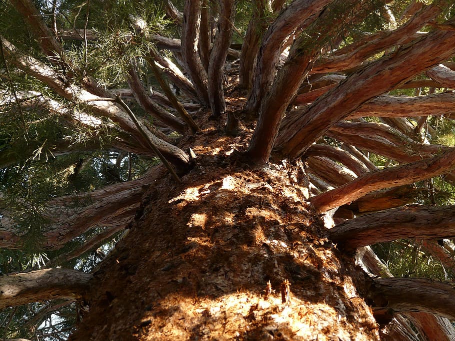 sequoia, tribe, bark, large, powerful, aesthetic, upward, conifer HD wallpaper