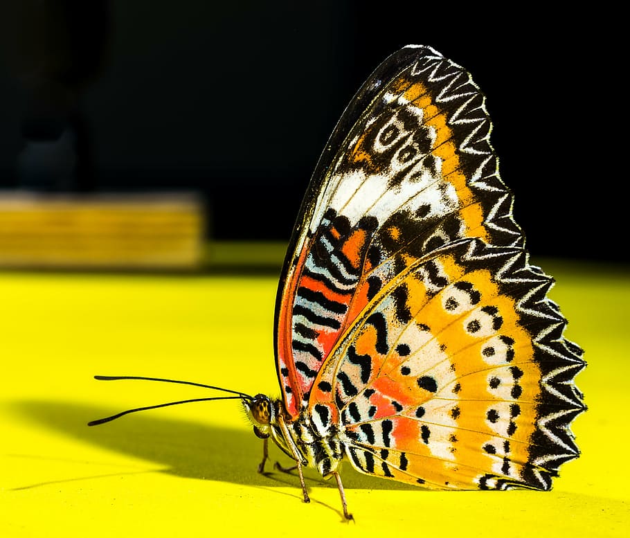 macro photography of yellow, orange, white, and black butterfly HD wallpaper