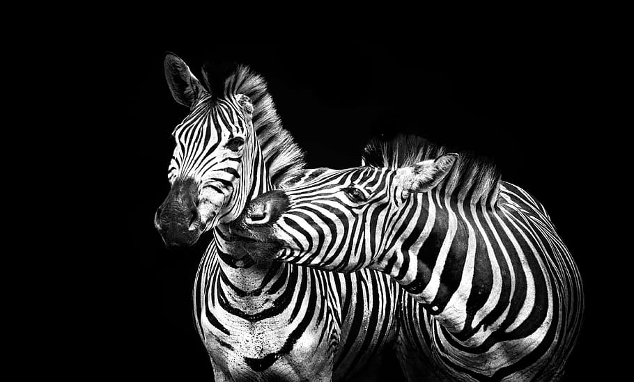 two zebra portrait, zebras, stripes, black and white, striped, HD wallpaper