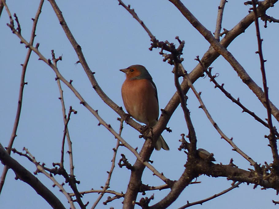 Finch, Bird, Branches, pinsa, fringilla coelebs, animal, animal wildlife HD wallpaper