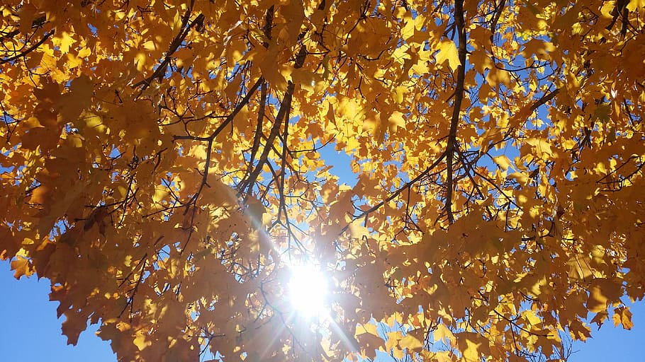 fall colors, tree, maple, low angle view, branch, plant, beauty in nature HD wallpaper