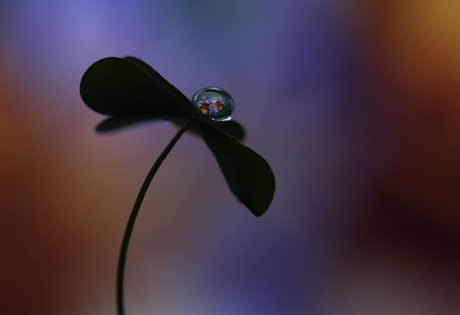 drop, macro, clover, reflection, plant, no people, close-up HD wallpaper