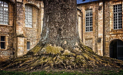 tree trunk near brick building, tribe, log, tree bark, thicker stem HD wallpaper