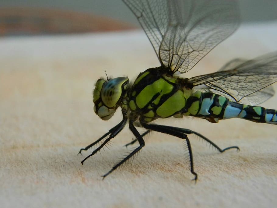 Dragonfly, Bug, Pond, insect, animal wildlife, animal themes HD wallpaper