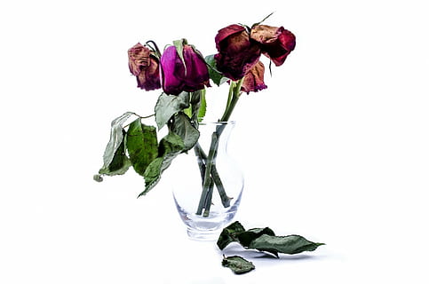 dried rose flowers in vase, dead, wither, death, isolated, decoration HD wallpaper