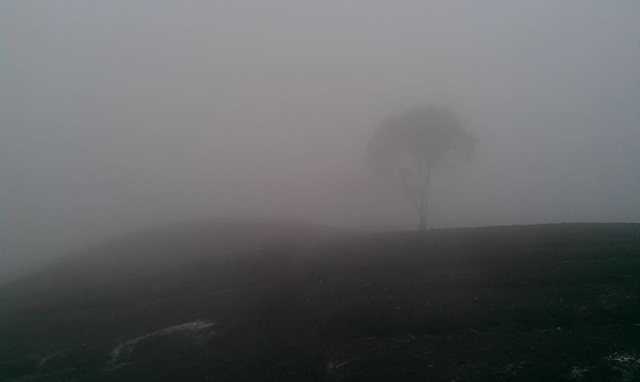 tree surrounded with fog, haze, clouds, hill, mountains, night scene HD wallpaper
