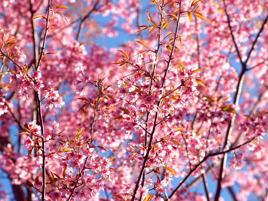 landscape, nature, romantic, flowers, background, beautiful, bloom HD wallpaper