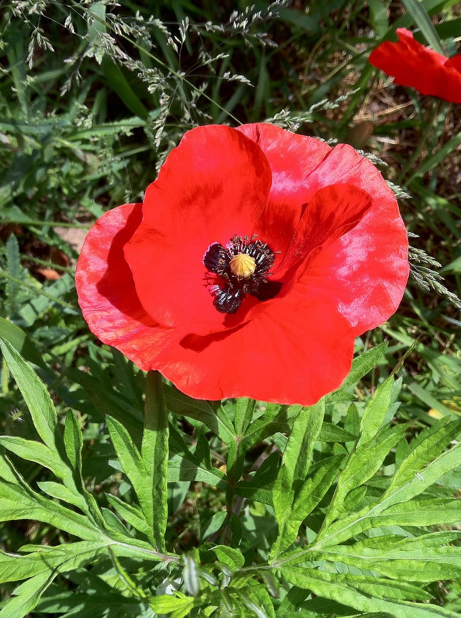 poppy, poppy flower, klatschmohn, red, green, plant, calyx, HD wallpaper