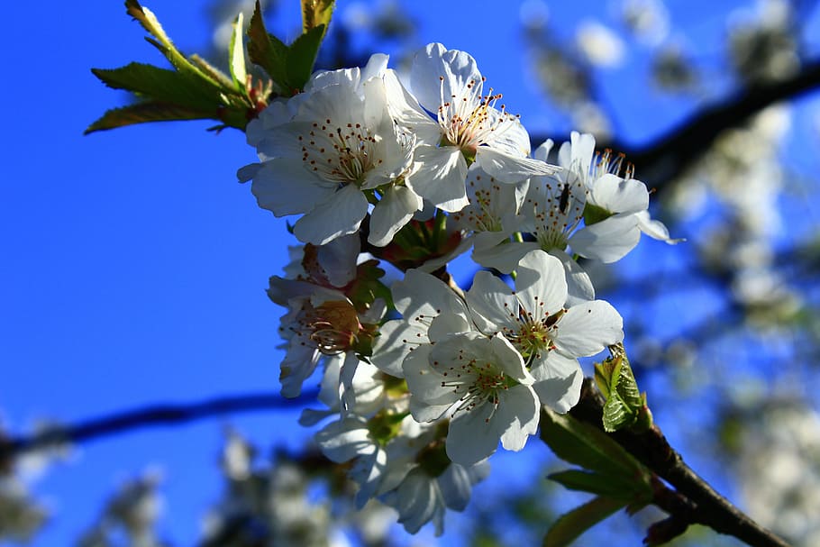 Flower, Almond, Spring, White, summer, petal, pollen, delicate perfume HD wallpaper