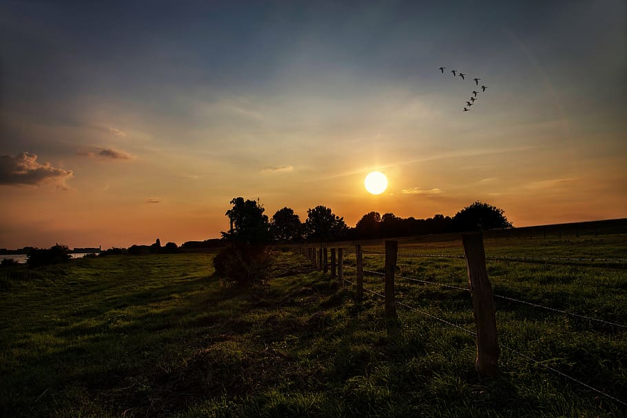 flock of birds flying over the trees during sunset, evening sky HD wallpaper