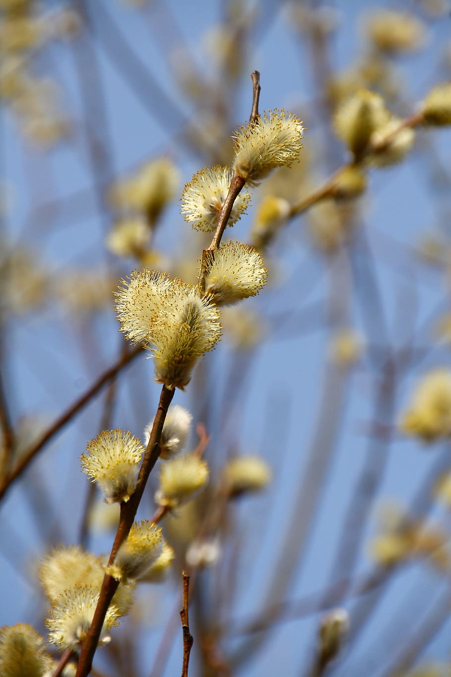 pussy willow, spring, blossom, bloom, nature, branches, signs of spring, HD wallpaper