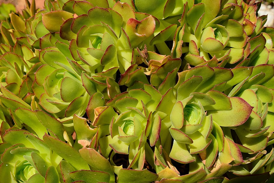 cactus, nature, leaf, plant, green, growth, green color, beauty in nature HD wallpaper