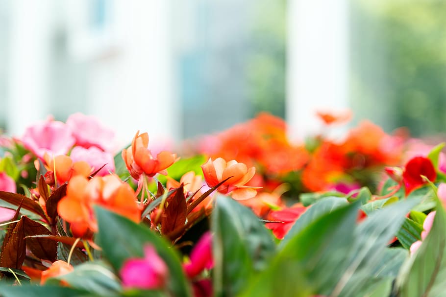 flowers, botanic, gardens, nature, spring, green, summer, floral HD wallpaper