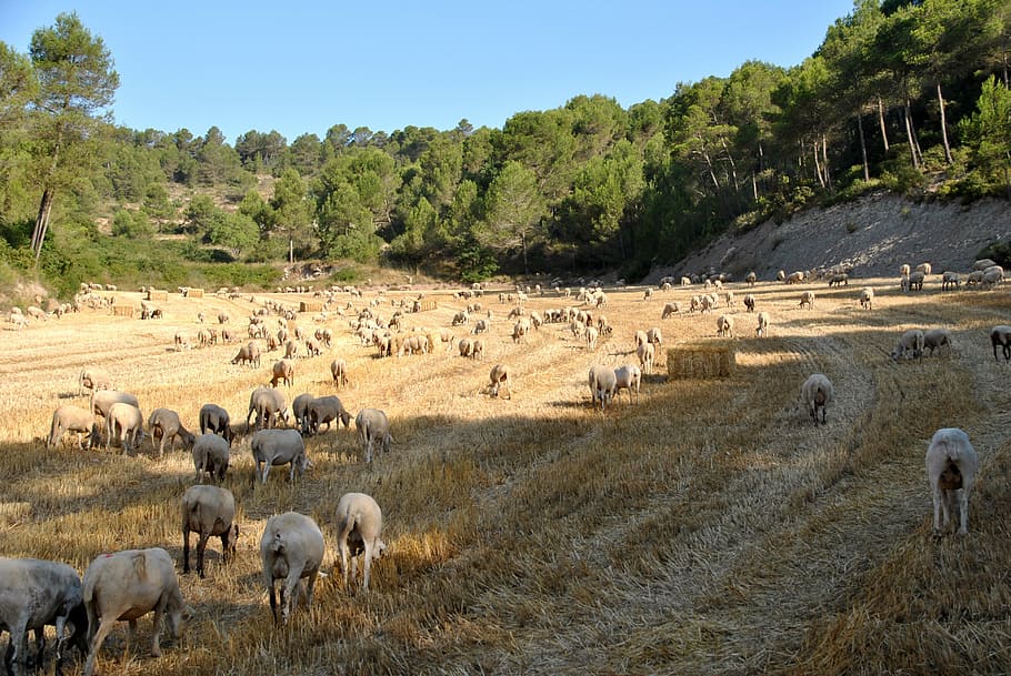 sheep, goat, nature, flock, farm, animal, farm animal, wool HD wallpaper