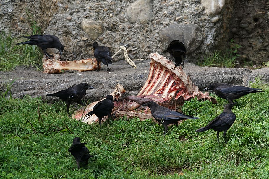 scavengers, aas, dig, crow, group of animals, bird, vertebrate HD wallpaper