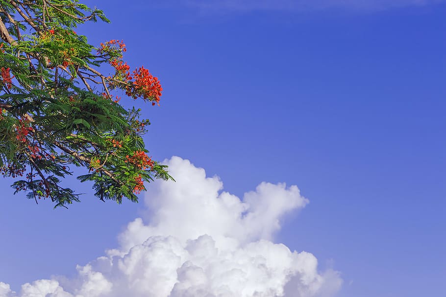 flamboyán, acacia, flowers, spring, malinche, ponciana framboydn HD wallpaper