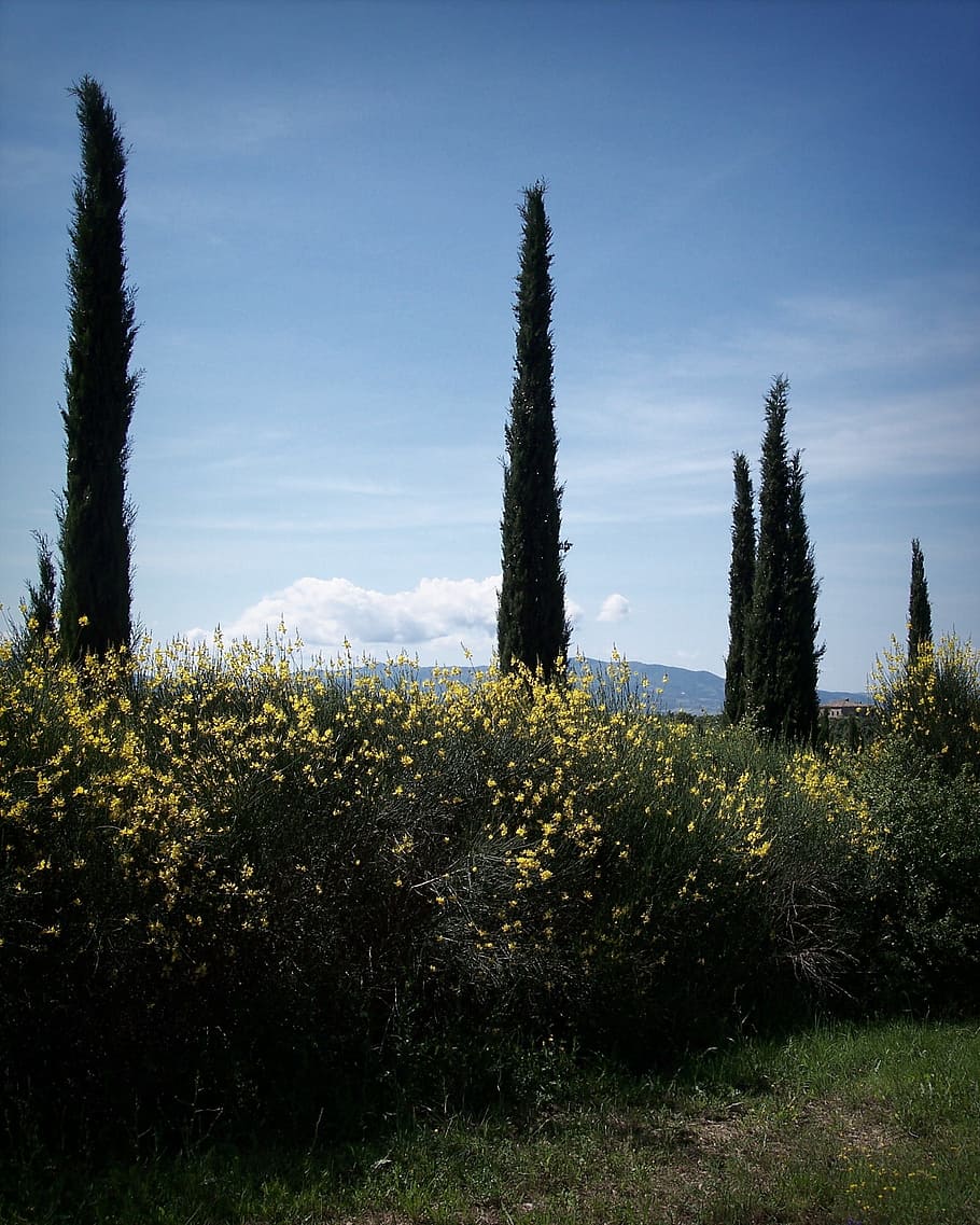 Cypress Trees, Brooms, backlight, treetops, italy, tuscany HD wallpaper
