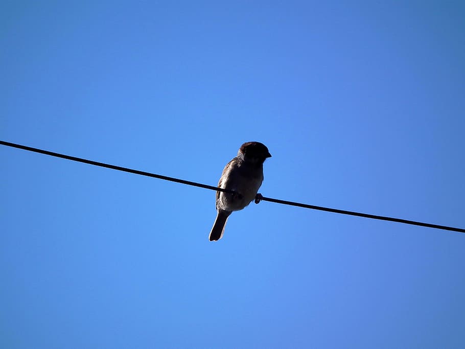 low angle photography of bird perched on cable wire, sparrow HD wallpaper