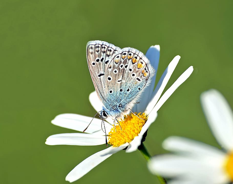 closeup photography of underwing common blue butterfly perched on daisy flower HD wallpaper