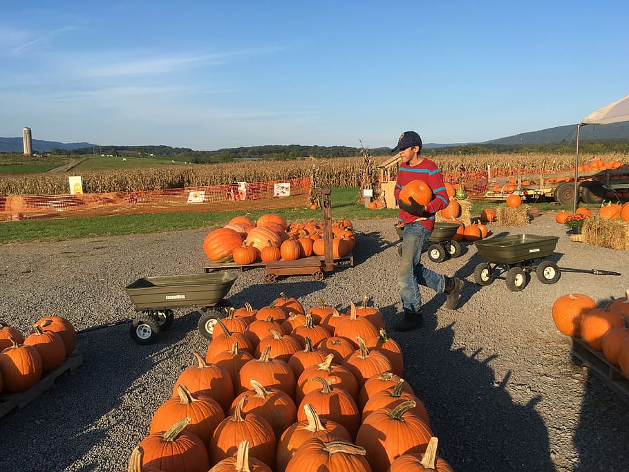 orange, pumking, field, shadow, people, outdoors, pumpkin, food and drink HD wallpaper