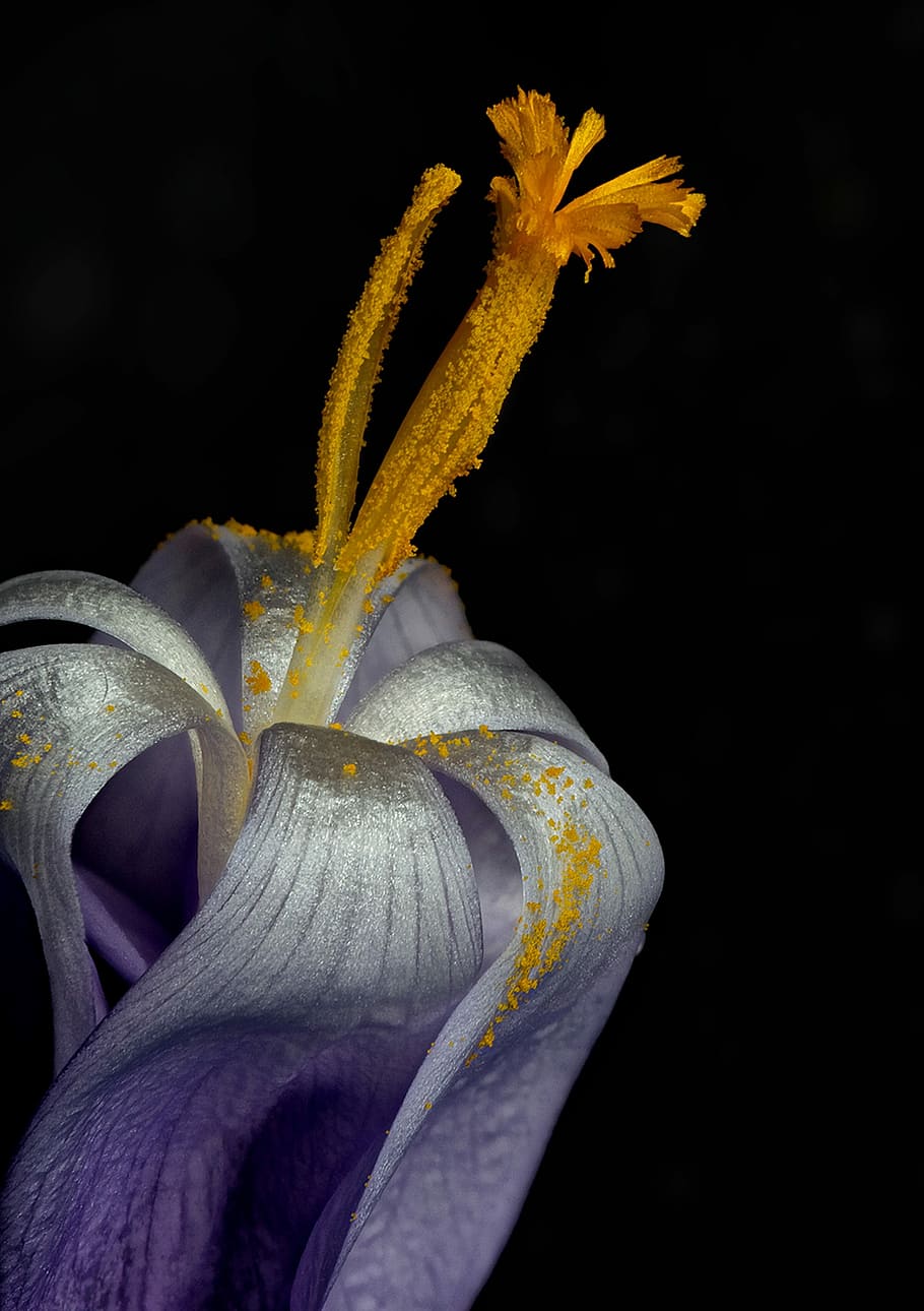 crocus, nature, close up, flowering plant, black background HD wallpaper