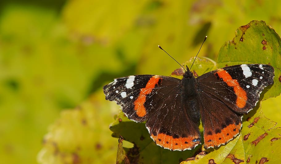 butterfly, macro, provence, nature, vanessa atalanta, vulcan HD wallpaper