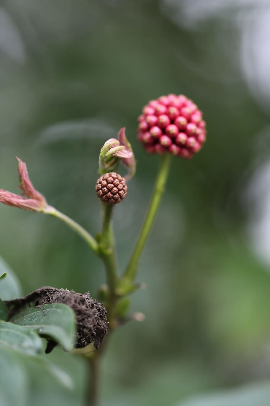 Flower, Spring, Plant, Nature, Grow, red, outdoor, life, color HD wallpaper