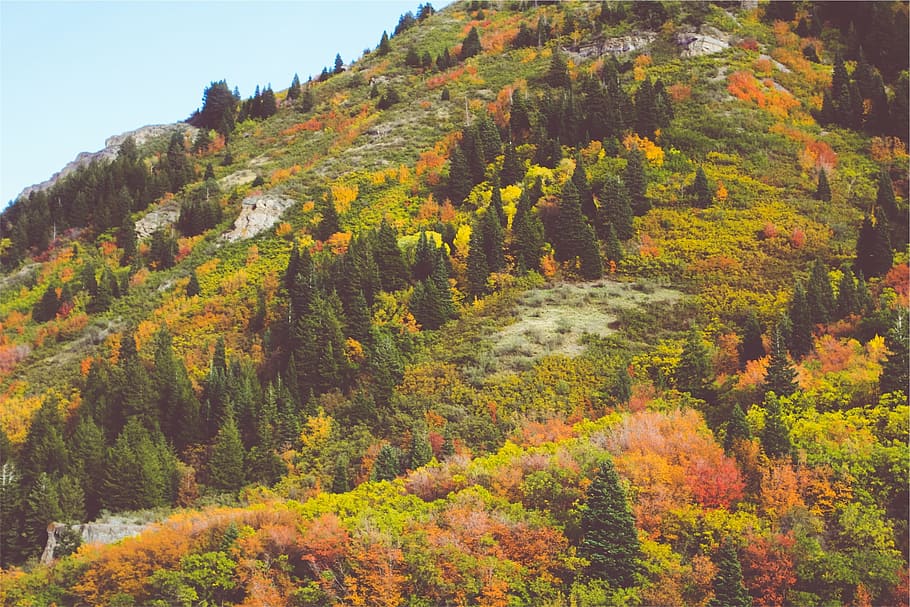 autumn, trees, hill, plant, beauty in nature, change, scenics - nature HD wallpaper