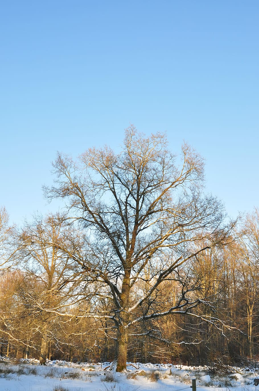 Tree, Nature, Forest, Winter, Snow, branches, cold temperature HD wallpaper