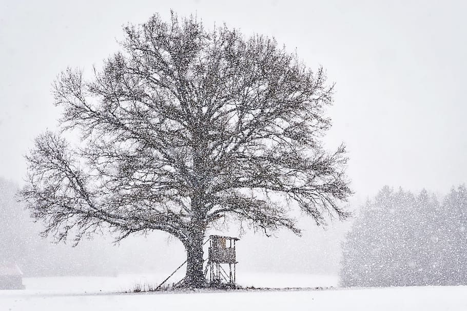winter, tree, snow, wood, glade, forest, delight, perch, nature HD wallpaper