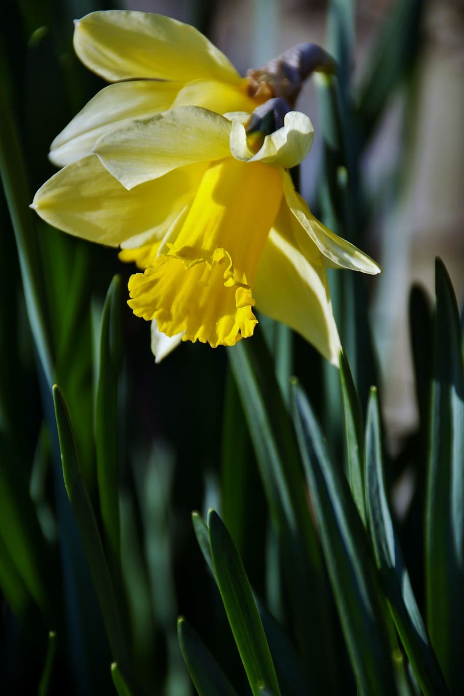 Daffodil, Spring, Yellow, Flower, Garden, petal, fragility HD wallpaper