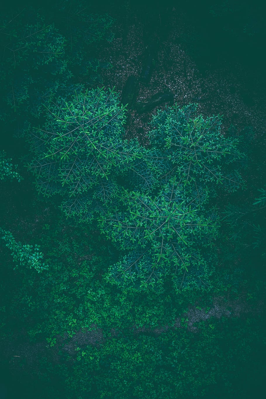 green plants, leaves, trees, nature, autumn, forest, green color HD wallpaper