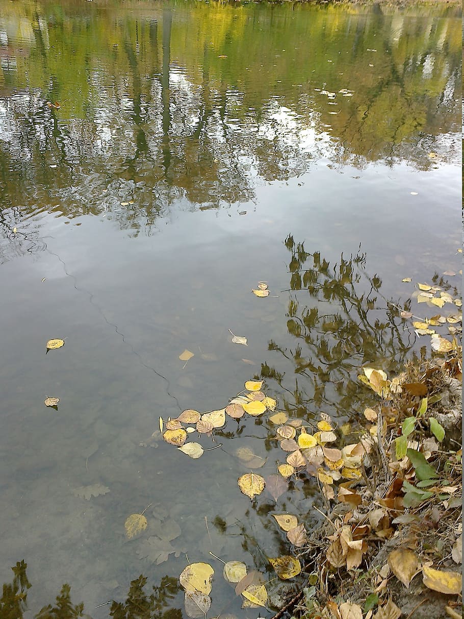 water, pond, autumn, reflection, park, nature, leaves, yellow HD wallpaper