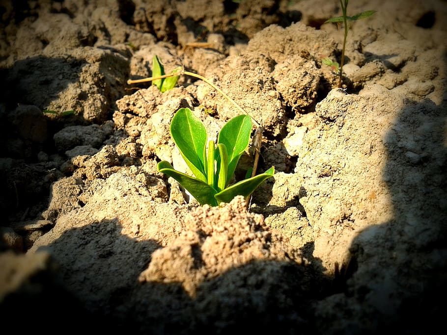 green sprout on dry soil, plant, sapling, seedling, growth HD wallpaper