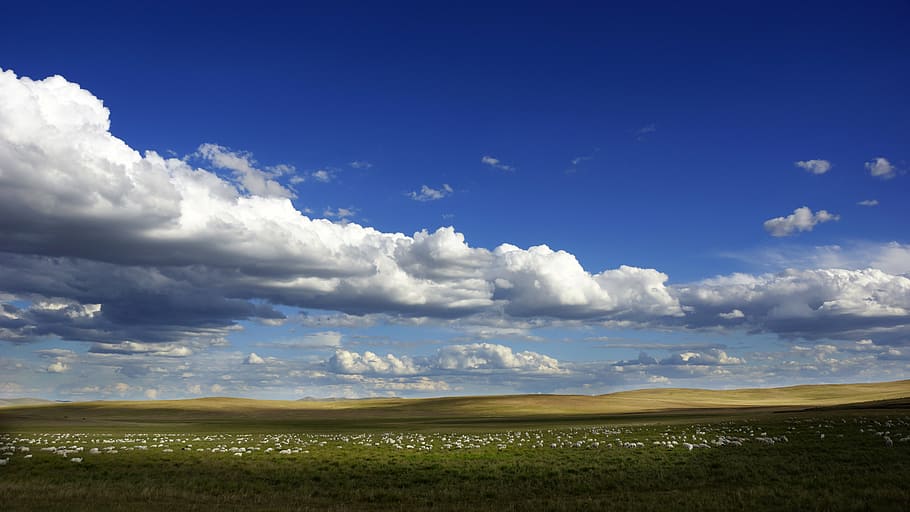 blue sky, white cloud, the flock, environment, cloud - sky HD wallpaper