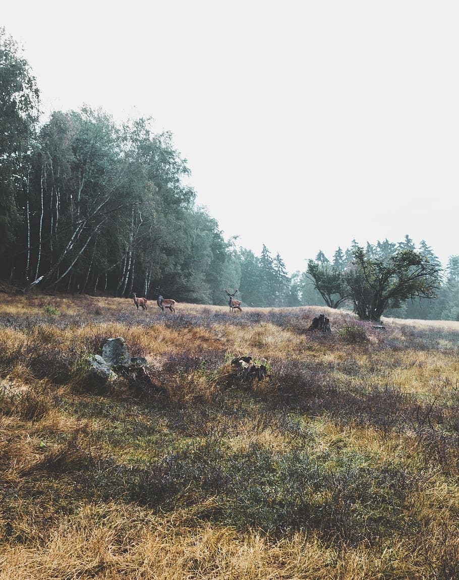 three brown deers eating grasses near trees, three brown deers near green leafed trees during daytime HD wallpaper