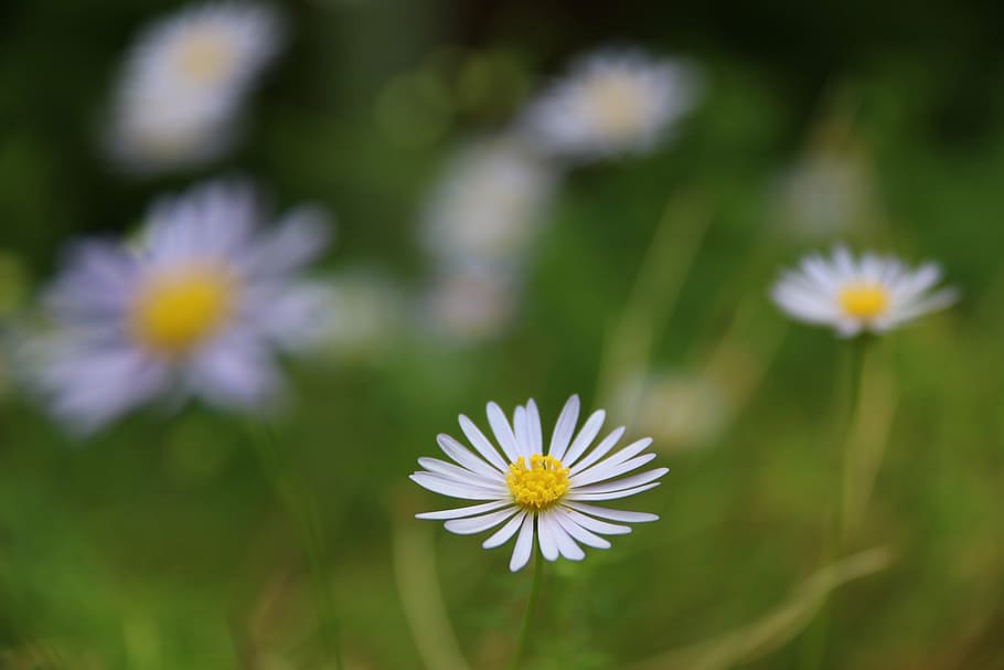 daisy, flower, nature, spring, beauty, floral, beautiful, plant HD wallpaper