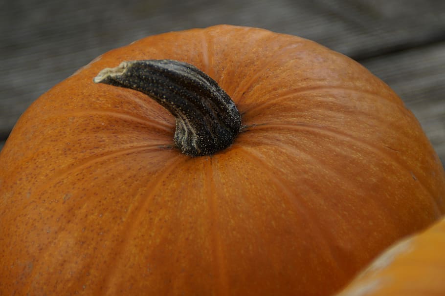 Pumpkin, Orange, pumpkins, bright, autumn, autumn decoration HD wallpaper