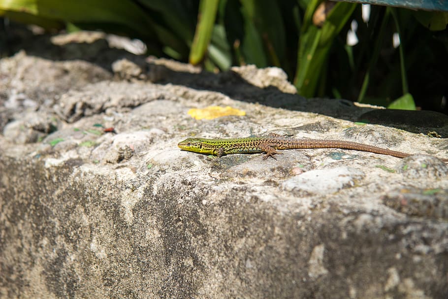 Lizard, Cement, Predator, listello, reptile, hide, sunbathing HD wallpaper
