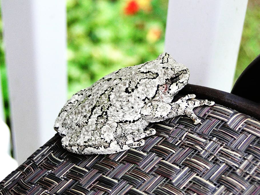 frog, gray, tree frog, wildlife, animal, amphibian, camouflage HD wallpaper
