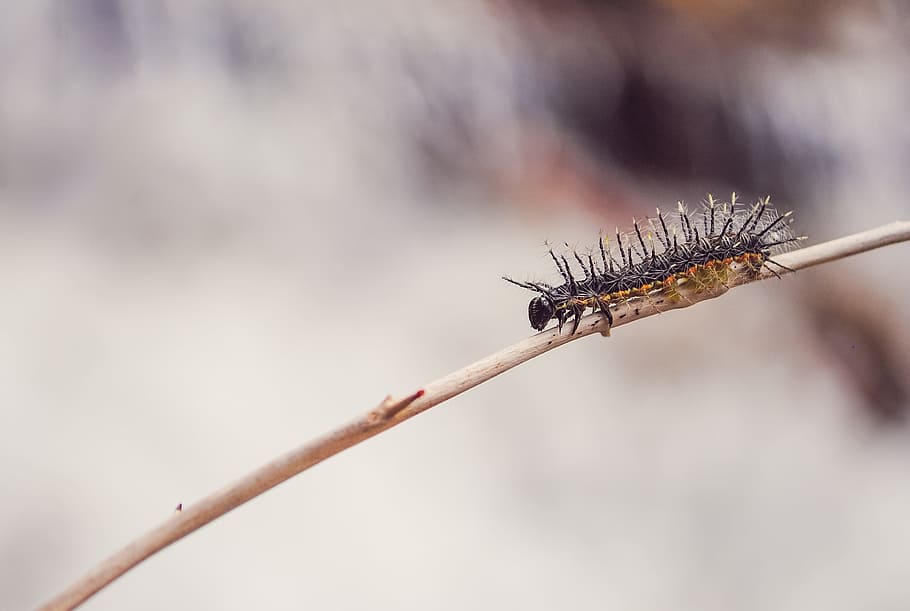 spiny, caterpillar, insect, macro, wildlife, hairy, animal HD wallpaper