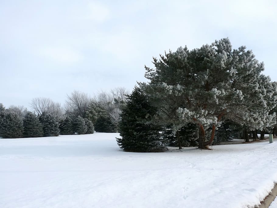 winter, snow, trees, nature, landscape, white, evergreen, plant HD wallpaper