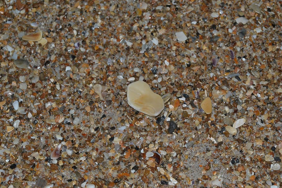 seashells, sand, small, beach, surface, nature, animal, animal wildlife HD wallpaper