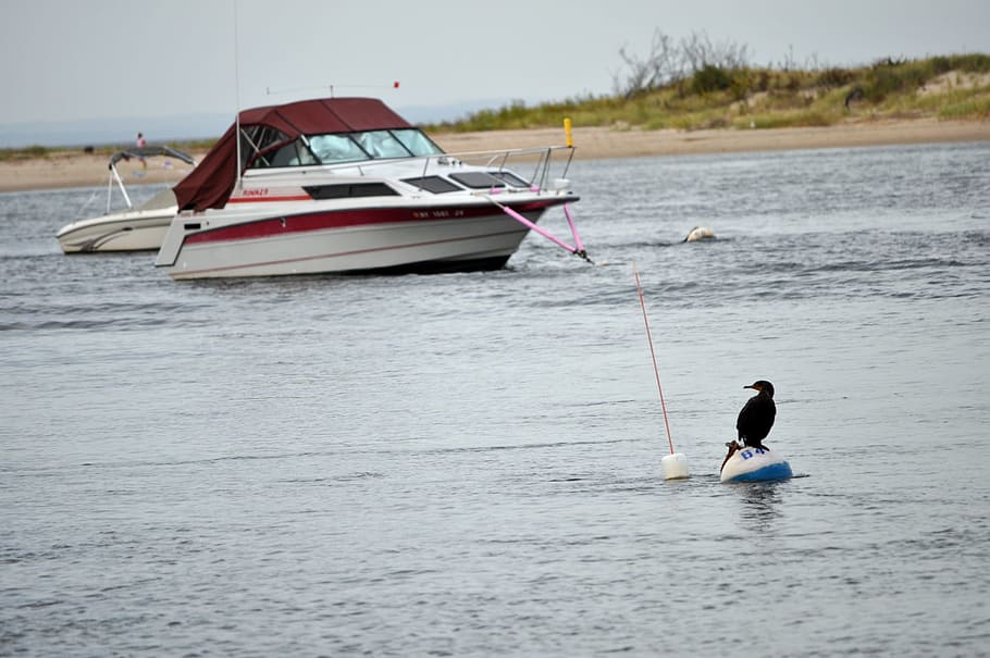 boat, water, bird, beach, sand, vacation, motorboat, summer HD wallpaper