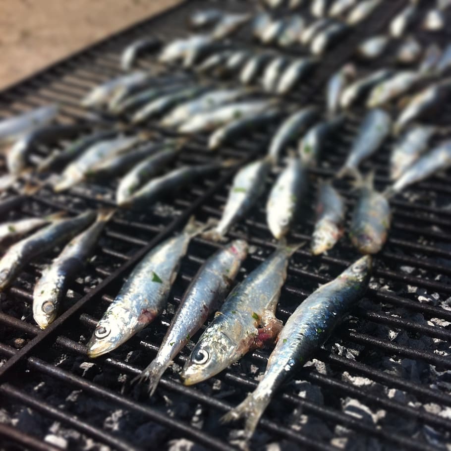 fish, grid, sardine, metal, food, food and drink, close-up HD wallpaper
