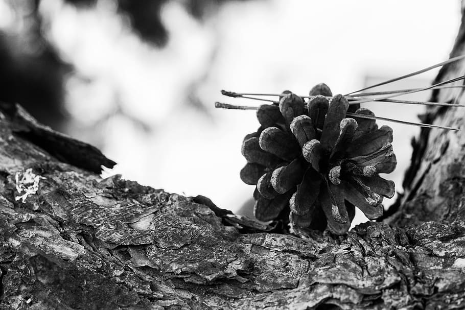 cone, strain, nature, forest, bark, needles, the depth of the HD wallpaper