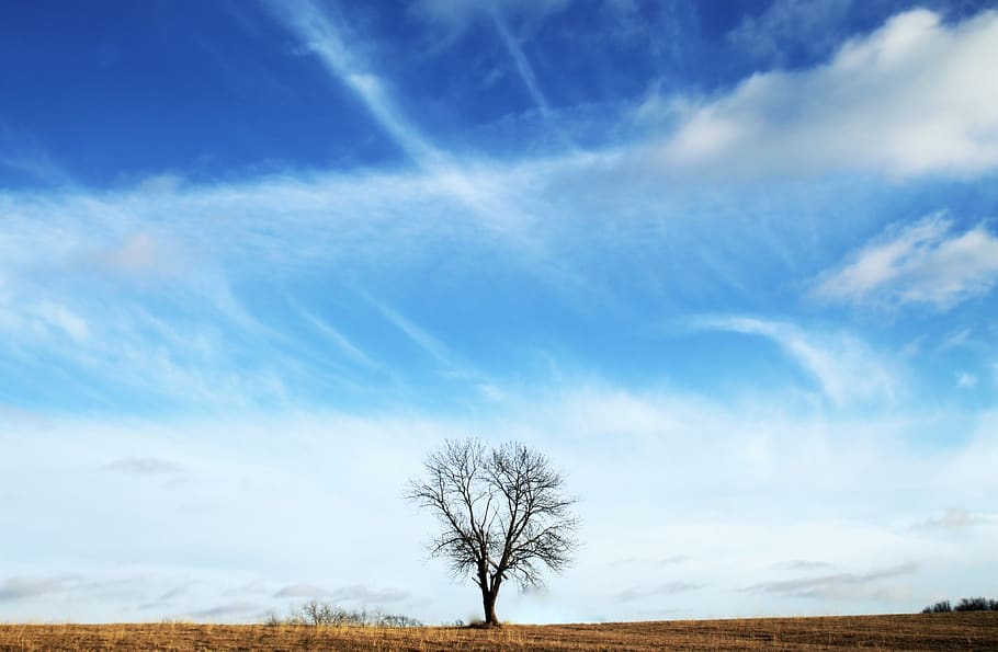 tree, alone, life, field, nature, forest, season, outdoor, sky HD wallpaper
