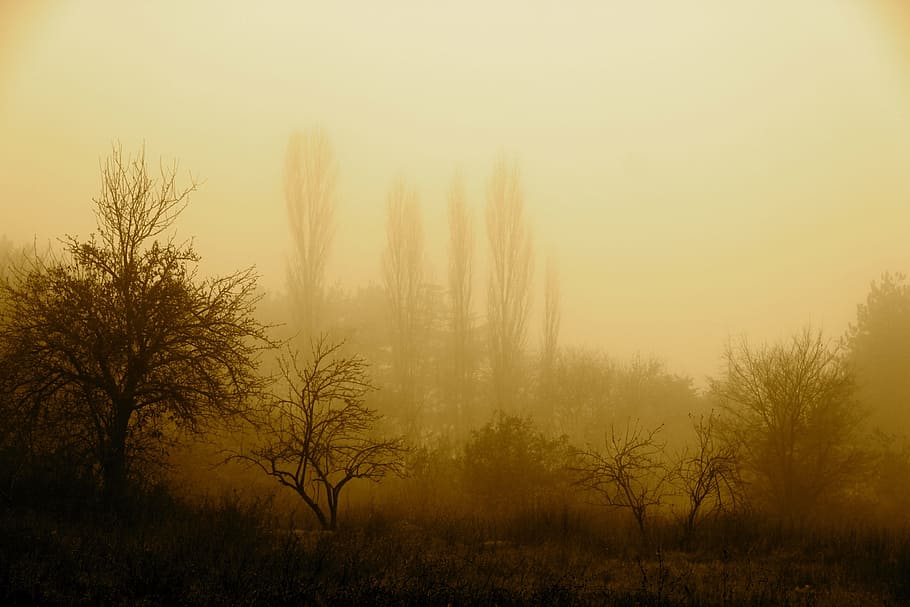 fog, autumn, nature, tree, plant, tranquil scene, beauty in nature HD wallpaper