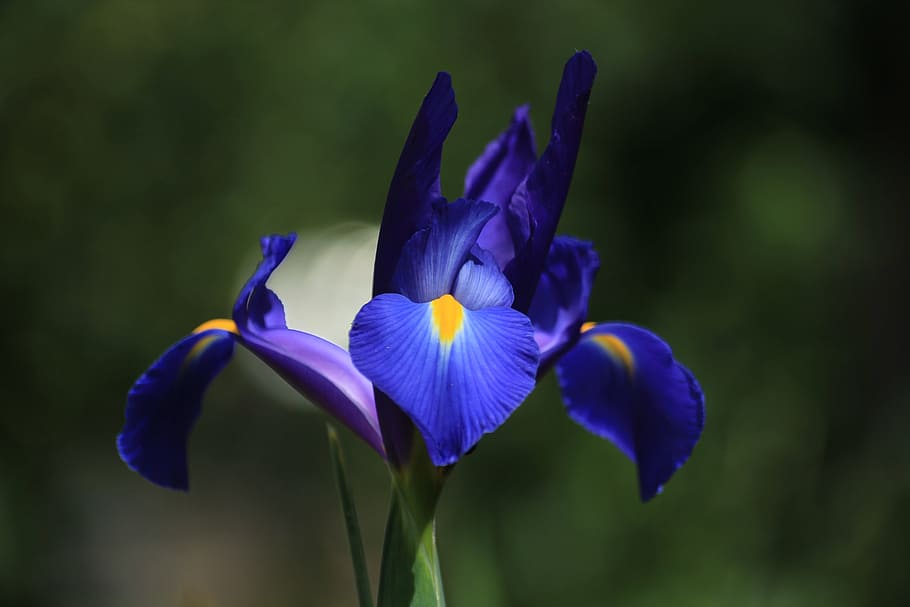 flower, iris, blue, blossom, bloom, close, yellow, blue violet HD wallpaper
